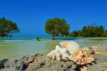 Resort White Paradise Zanzibar Pongwe